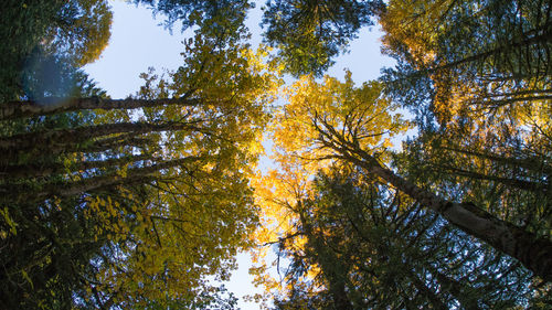 Low angle view of trees in forest during autumn