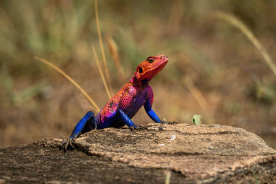 Spider-man agama lizard basks on sunny rock