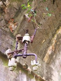 Full length of boy on tree