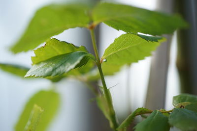 Close-up of green leaves