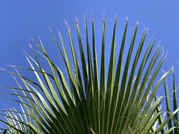 Low angle view of palm tree against clear blue sky