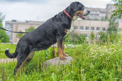 Black dog looking away on field