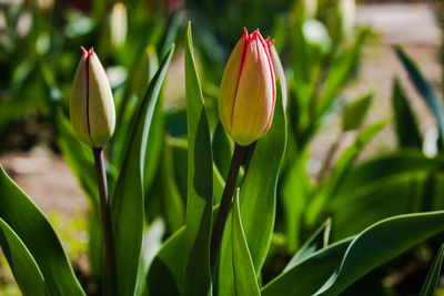 Close-up of flowering plant