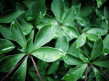 Full frame shot of raindrops on leaves