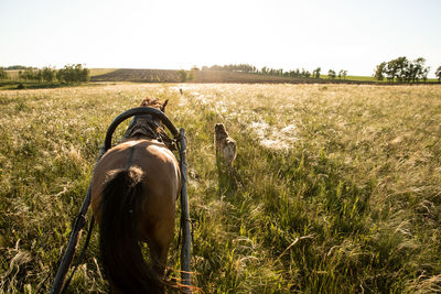 View of horse on field