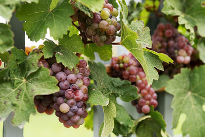 Close-up of grapes growing in vineyard