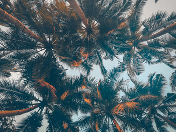 Low angle view of palm trees against sky