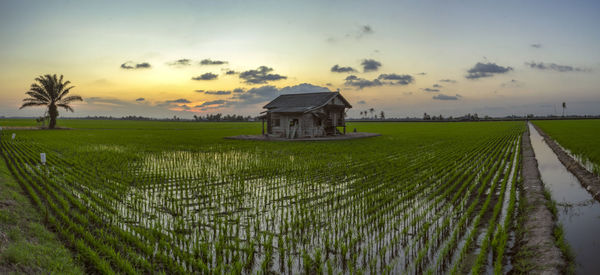 Scenic view of field against sky at sunset