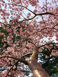 Low angle view of cherry blossoms