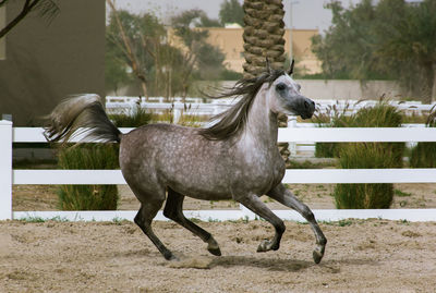 Horse standing in ranch
