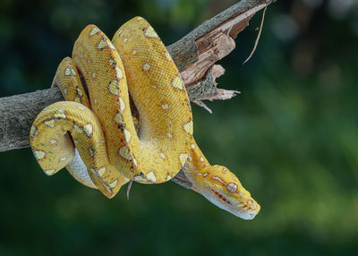 Closeup of a snake