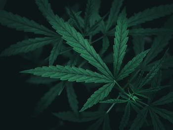 High angle view of plants growing outdoors