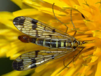 Close-up of butterfly pollinating flower