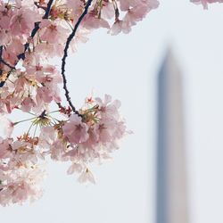 Low angle view of cherry blossom tree