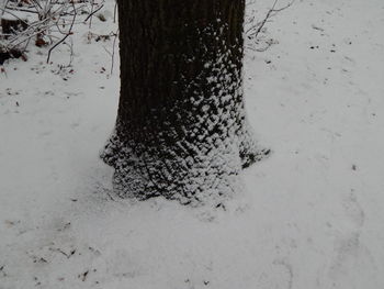 High angle view of dead plant on snow covered land