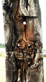 Close-up of tree trunk