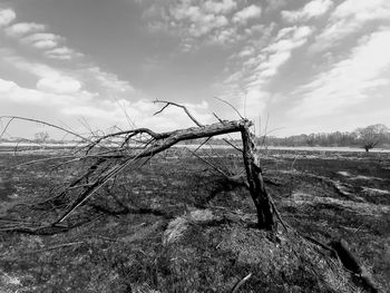 Lonely broken tree on the field