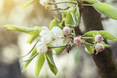 Flowering branches of apple trees in early spring. flowers on a fruit tree in the garden.