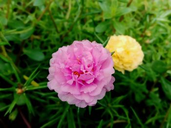 Close-up of pink rose flower