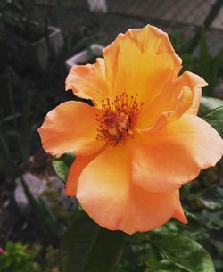 Close-up of orange flower