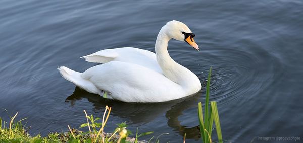 Swan swimming in lake