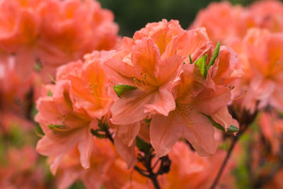 Close-up of flowers blooming outdoors