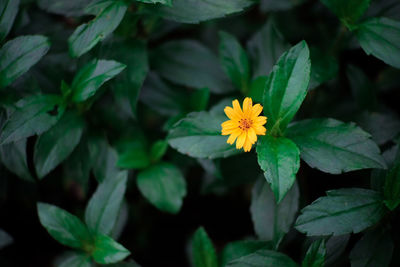 Close-up of yellow flowering plant