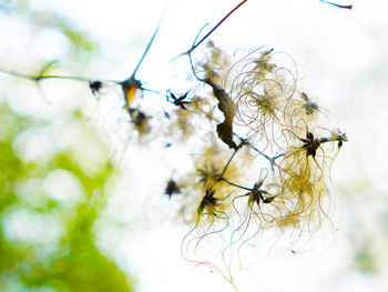 Low angle view of insect on tree