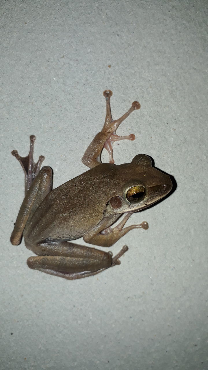 HIGH ANGLE VIEW OF FROG ON TABLE