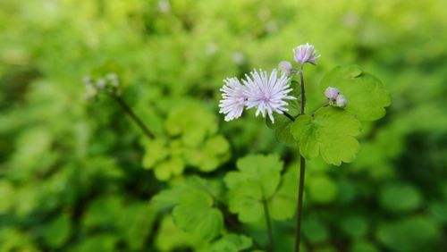 Close-up of purple flowers