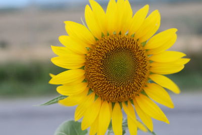 Close-up of yellow flower