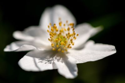 Close-up of white rose flower against black background