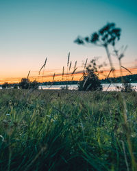 Grass growing on field against sky during sunset