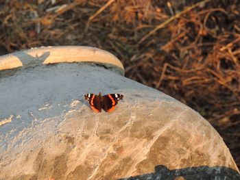 High angle view of butterfly on rock