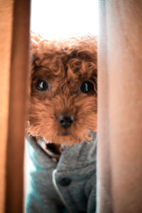 Portrait of dog at home