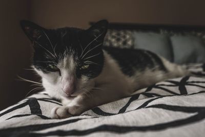 Close-up of cat resting on bed