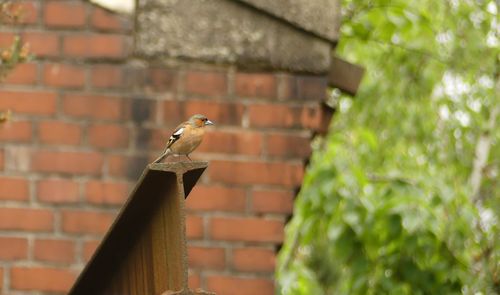 Close-up of bird perching on wall