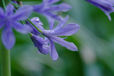 Close-up of purple flowering plant