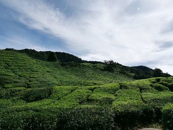 Scenic view of agricultural field against sky