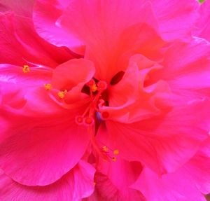 Close-up of pink flower