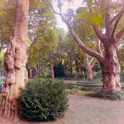 Trees growing in park