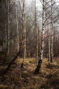 View of bare trees in forest