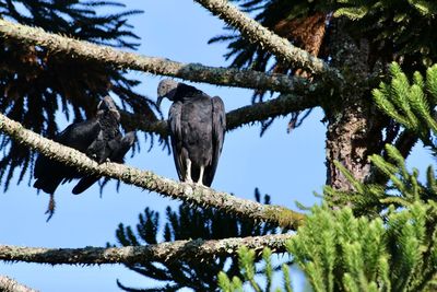 Low angle view of birds perching on tree