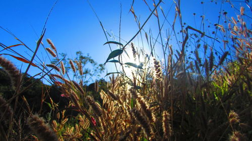 Close-up of plants growing on field