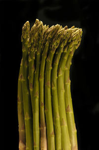 Close-up of asparagus against black background