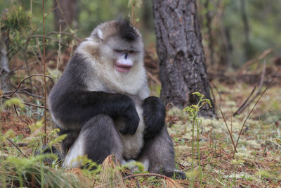 Close-up of monkey on tree