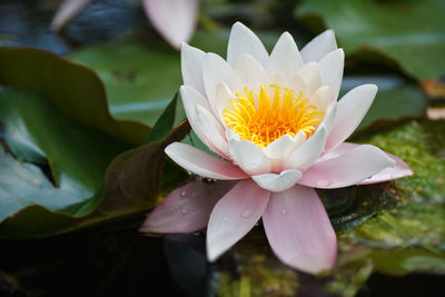 Close-up of white water lily blooming in lake