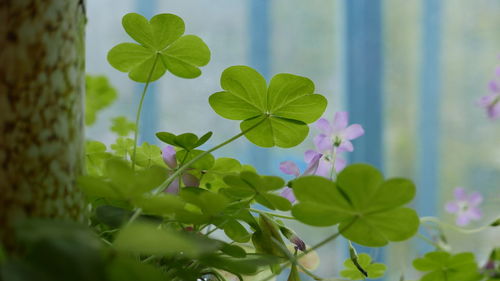 Close-up of green plant