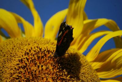 Close-up of sunflower