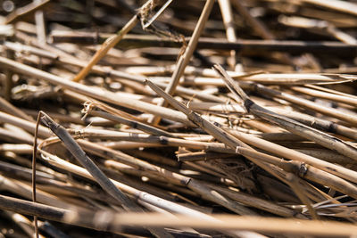 Full frame shot of dry plants